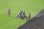 running Brown Hares