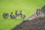 running Brown Hares