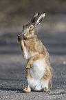 sitting Brown Hare