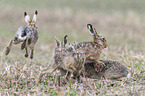 running Brown Hares