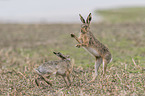 Brown Hares