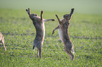playing Brown Hares