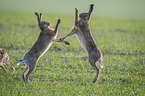 playing Brown Hares