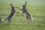 playing Brown Hares