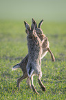 playing Brown Hares