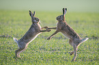 playing Brown Hares