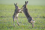 playing Brown Hares