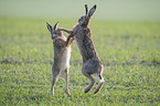 playing Brown Hares