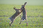 playing Brown Hares