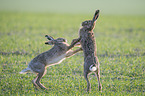 playing Brown Hares