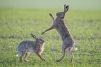 playing Brown Hares