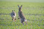 playing Brown Hares