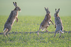 playing Brown Hares