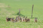 running Brown Hares