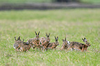 running Brown Hares