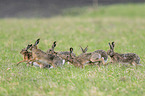 running Brown Hares