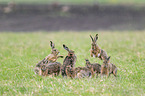 running Brown Hares