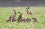 running Brown Hares