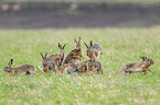 running Brown Hares