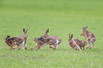 running Brown Hares