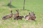 running Brown Hares