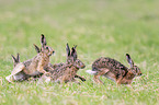 running Brown Hares