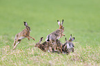 running Brown Hares