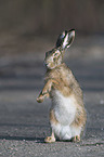 sitting Brown Hare
