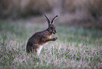 Brown Hare