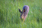 running Brown Hare