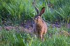standing Brown Hare