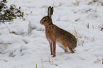 brown hare