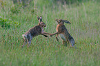 brown hares