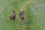 brown hare