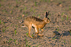 brown hare