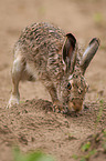 brown hare