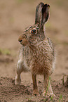 brown hare