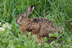 brown hare