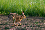 brown hare