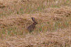 brown hare