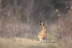 brown hare