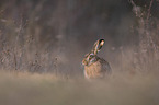 brown hare