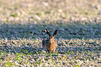 brown hare