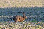 brown hare