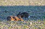 brown hare