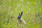 brown hare