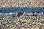 brown hare