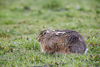 European brown hare