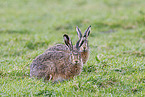 European brown hares