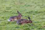 European brown hares